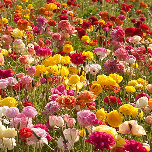 TOYHEART 50Pcs Premium Blumensamen Natürliche Ranunculus Samen Voller Vitalität Einfache Pflanze Bunte Blumensamen Für Balkon Samen von TOYHEART