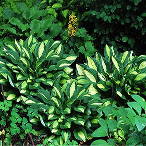 TOYHEART Premium Blumensamen, 1 Beutel Hosta Seeds Aesthetic Easy Grow 3 Farben Natürliche Blumensamen Für Den Garten Grün von TOYHEART