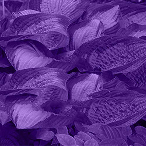 TOYHEART Premium Blumensamen, 1 Beutel Hosta Seeds Aesthetic Easy Grow 3 Farben Natürliche Blumensamen Für Den Garten Lila von TOYHEART