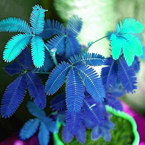 TOYHEART Premium Blumensamen, 1 Beutel Mimosa Pudica Seeds Natürliche Hohe Keimrate Blau Blau Mimosa Pudica Seeds Für Den Garten Blau 20St von TOYHEART