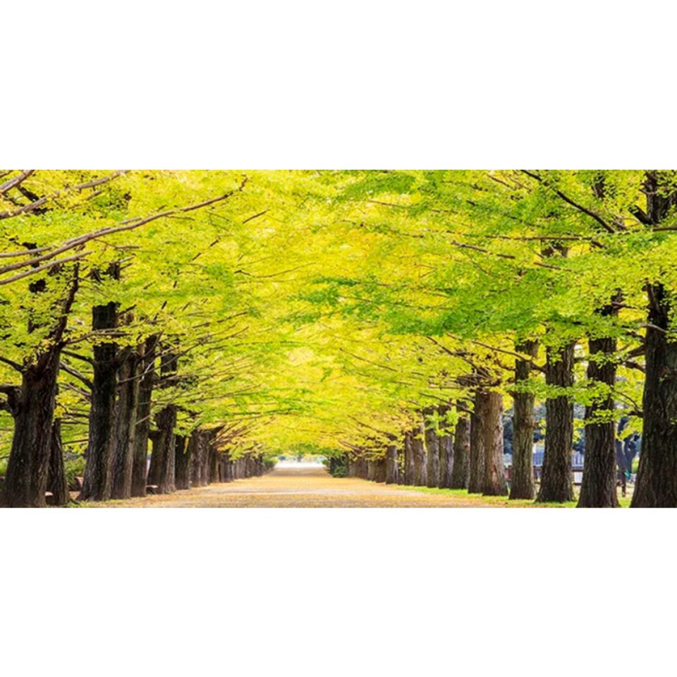 TPFLiving Kunstdruck (OHNE RAHMEN) Poster - Leinwand - Wandbild, Grünes Baum-Wald-Natur-Landschafts-Leinwandgemälde (Leinwandbild XXL), Farben: Grün, Gelb, Schwarz, Braun, Weiß -Größe: 20x40cm von TPFLiving