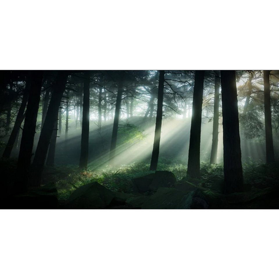 TPFLiving Kunstdruck (OHNE RAHMEN) Poster - Leinwand - Wandbild, Grünes Baum-Wald-Natur-Landschafts-Leinwandgemälde (Leinwandbild XXL), Farben: Grün, Gelb, Schwarz, Braun, Weiß -Größe: 70x140cm von TPFLiving