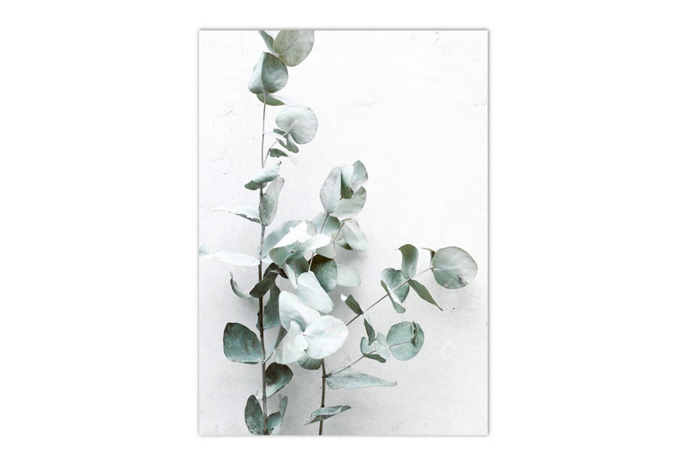 TPFLiving Kunstdruck OHNE RAHMEN, Nordic Art - Sukkulenten, Pflanzen, Kakteen, Löwenzahl, Blätter - (Leinwandbild XXL), Farben: Farben: Grün, weiß - Größe: 20x25cm von TPFLiving