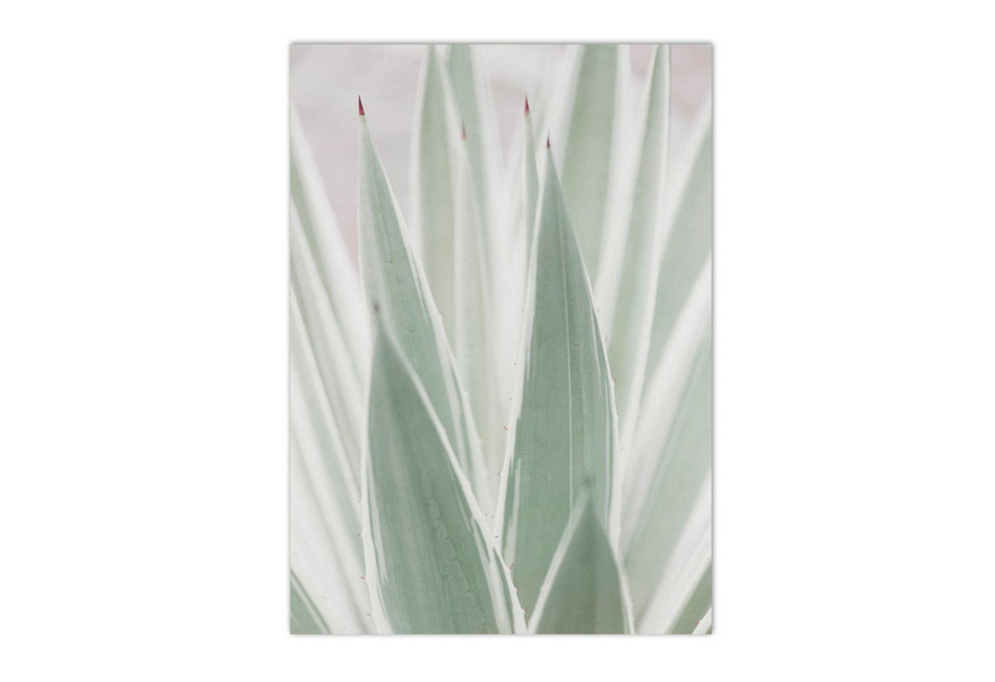 TPFLiving Kunstdruck OHNE RAHMEN, Nordic Art - Sukkulenten, Pflanzen, Kakteen, Löwenzahl, Blätter - (Leinwandbild XXL), Farben: Farben: Grün, weiß - Größe: 20x25cm von TPFLiving