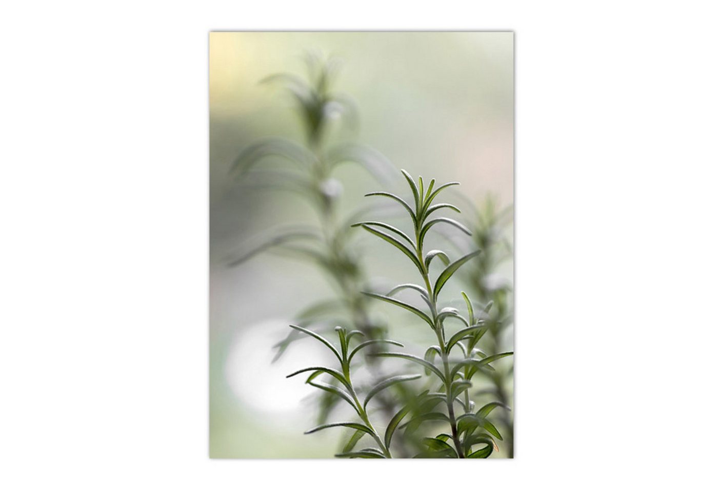 TPFLiving Kunstdruck OHNE RAHMEN, Nordic Art - Sukkulenten, Pflanzen, Kakteen, Löwenzahl, Blätter - (Leinwandbild XXL), Farben: Farben: Grün, weiß - Größe: 30x40cm von TPFLiving