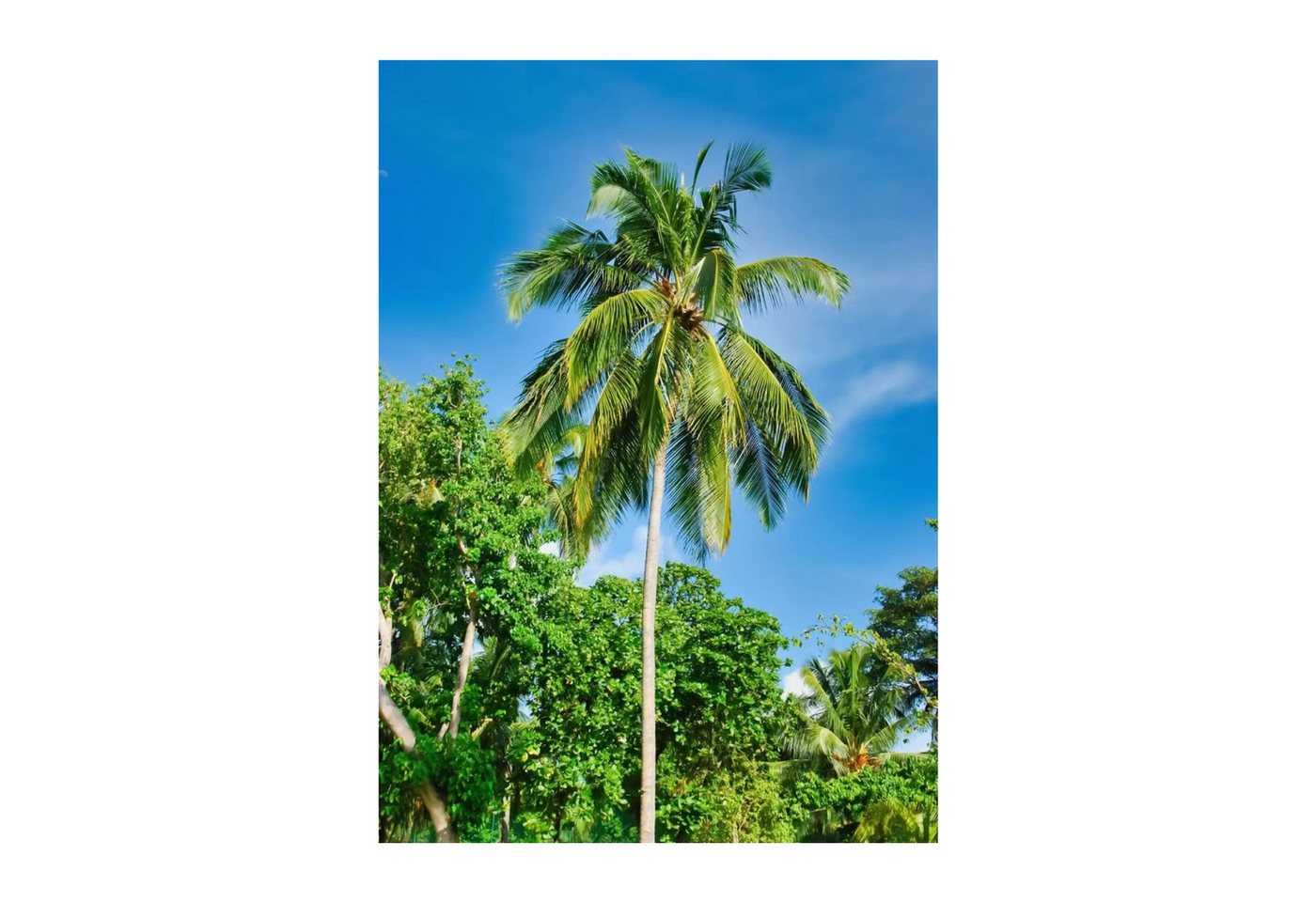 TPFLiving Kunstdruck OHNE RAHMEN, Tropischer Strand mit Meer und Sand - (Leinwandbild XXL), Farben: Farben: Blau, Weiß, Beige, GrünGröße: 40x50cm von TPFLiving