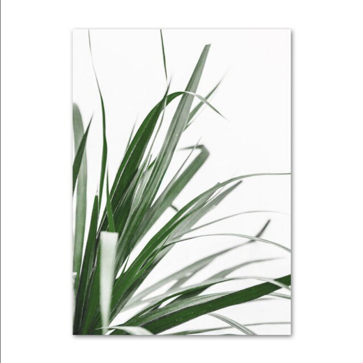 TPFLiving Luxus Poster Leinwand / Blumen und Blätter in Grün und Weis / 15 Motive in 16 verschiedene Größen - OHNE Rahmen - Modell TPFL-LW-42-ME - 60x80cm von TPFLiving