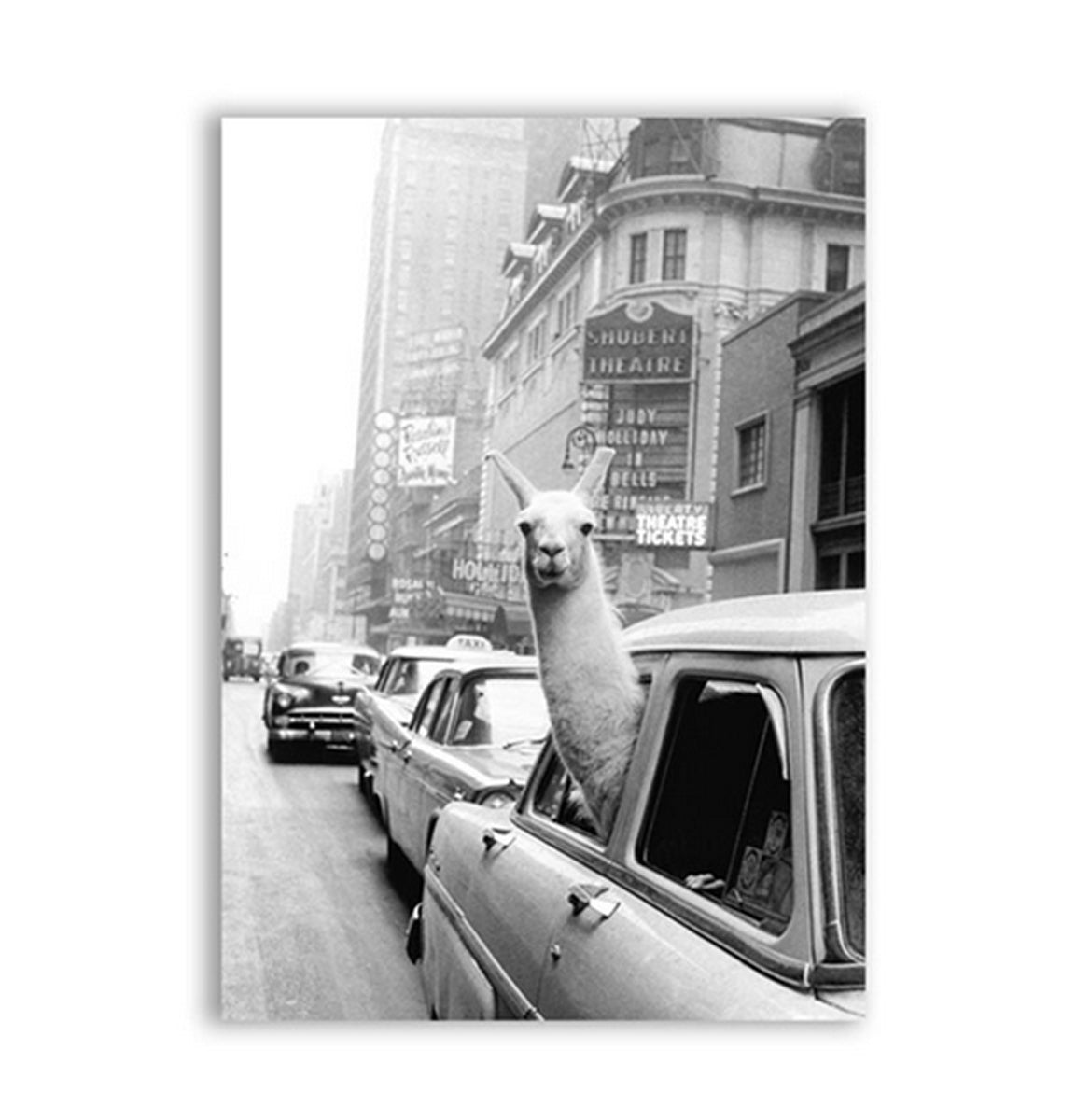 TPFLiving Poster Leinwand / Lustiges Lama in New Yorker Taxi in schwarz und weiß / Motiv in verschiedenen Größen - OHNE Rahmen - Modell FB038 - 60x90cm von TPFLiving