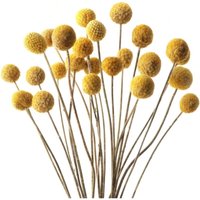 40 Stück Billy Balls, getrocknete Blumen, gelbe Billy Button Balls, getrocknete Pflanzenblumen, echte Blumen für Hochzeit, Zuhause, Tisch, Vase, von TREETALK