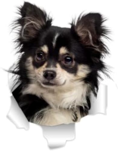 (2 Stück) Autoaufkleber Und Abziehbilder, 30 Cm, 3D-Chihuahua-Hundeaufkleber, Super-Aufkleber An Der Wand, Kühlschrank, Toilette, Auto, Fahrrad von TREMETY