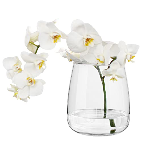 TREND FOR HOME Tulpen Vase H: 17 cm Blumenvase Glas Vase für Tulpen Vase Rund Vase Durchsichtig Tulpenvase Vase Bauchig Tischvase Glasvasen Durchsichtige Vase Blumenvasen | ⌀ 11.9 cm | Zinnia von TREND FOR HOME