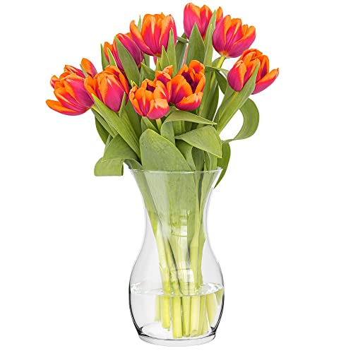 TREND FOR HOME Blumenvase 25 cm Vase für Tulpen Tulpenvase Glasvase für Blumen Glasblumenvase Tischvase Dekovase Klarglasvase Deko-Vase Wohnzimmer Deko Dekorative Vase | ⌀ 14 cm | 2410 ml | Lily von TREND FOR HOME