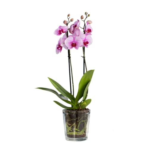 TREND FOR HOME Blumentopf Glas 13.5 cm Blumentopf Orchideen Orchideentopf Transparent Glas Übertopf aus Glas Pflanztopf Übertopf aus Glas Blumenkübel Blumenübertopf | 1000 ml | ⌀ 12.5 cm | Orchid von TREND FOR HOME