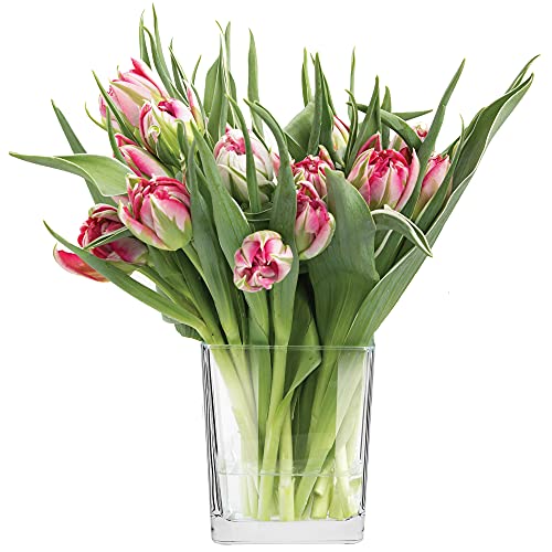 TREND FOR HOME Vase für Blumen Pflanzenglas Pflanzenterrarium Flaschengarten Indoor-Dekoration Blumentopf Transparent | Spülmaschinenfest | Kollektion Violet | Kapazität 820 ml von TREND FOR HOME