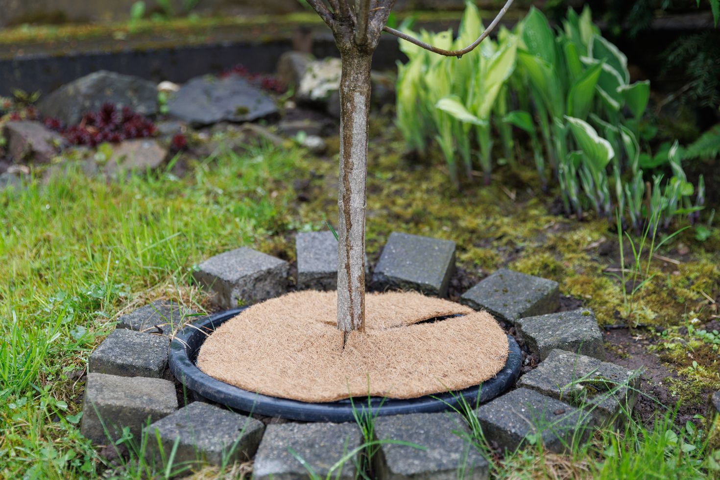 TrendLine Kokosscheibe Ø 37 cm TrendLine Kokosscheibe Ø 37 cm von TRENDLINE