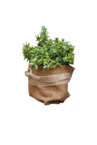 TrendLine Winterschutz für Pflanzen Kokosschutz-Matte 0,5 x 1,5 m TrendLine Winterschutz für Pflanzen Kokosschutz-Matte 0,5 x 1,5 m von TRENDLINE