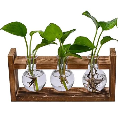 3-teiliges Zwiebelzuchtsystem - Blumen Terrarium Jar Pflanzgefäß - Holzregal Halter - Indoor - 3 Reagenzgläser - von TRIXES von TRIXES