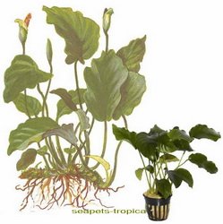 Anubias barteri 101A Topf von TROPICA
