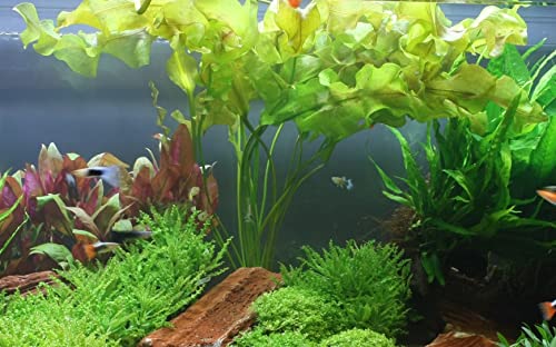 Aponogeton ulvaceus 086 Knolle von TROPICA