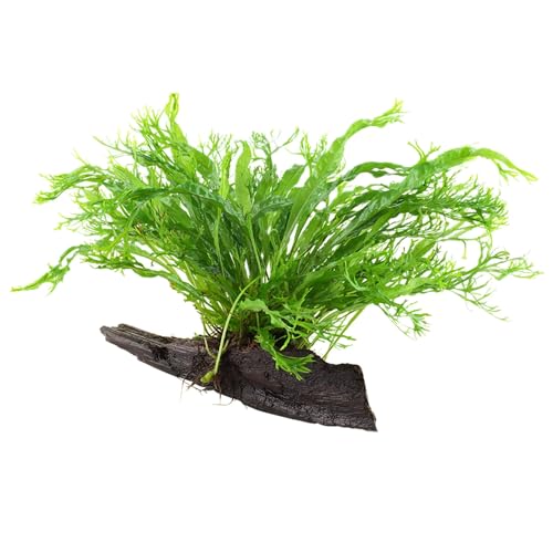 AquaPlants Microsorum pteropus 'Windeløv' Grown on Mangrove Wood von TROPICA