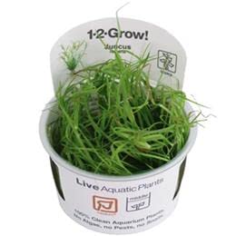 Juncus Repens in vitro von TROPICA