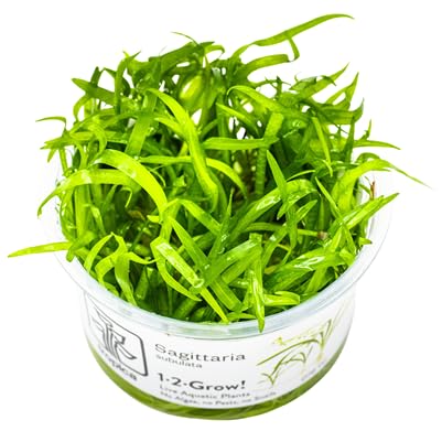 Sagittaria Subulata 1-2 Grow von TROPICA