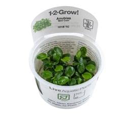 TROPICA 1-2-GROW ANUBIAS BARTERI Mini Coin von Tropicana