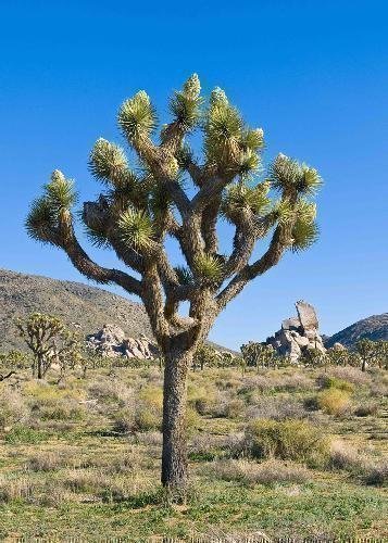 TROPICA - Joshua Tree (Yucca brevifolia) - 10 Samen von TROPICA