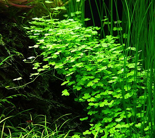 1-2-GROW! Hydrocotyle sp. 'Japan' (Hydrocotyle cf. tripartita) von TROPICA