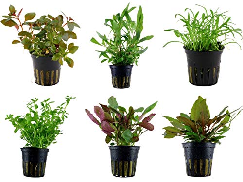 Tropica Einsteiger Set mit 6 einfachen Topf Pflanzen Aquariumpflanzenset Nr.2 Wasserpflanzen Aquarium Aquariumpflanzen von TROPICA