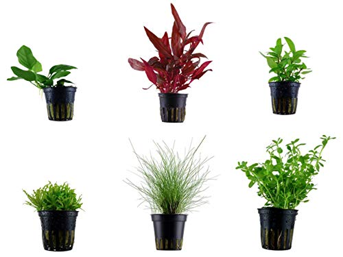 Tropica Vordergrund Set mit 6 Topf Pflanzen Aquariumpflanzenset Nr.18 Wasserpflanzen Aquarium Aquariumpflanzen von TROPICA