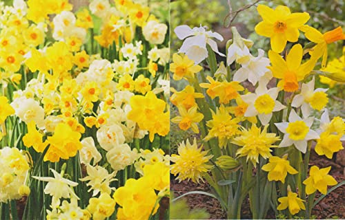 100 gemischte Narzissen Blumenzwiebeln Narcissus von TTAMG