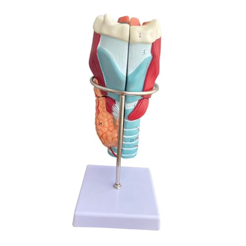 TTETTZ Anatomisches Modell Des Menschlichen Kehlkopfes, 2 Fach Vergrößertes Rachenmodell für Die Lernschule von TTETTZ