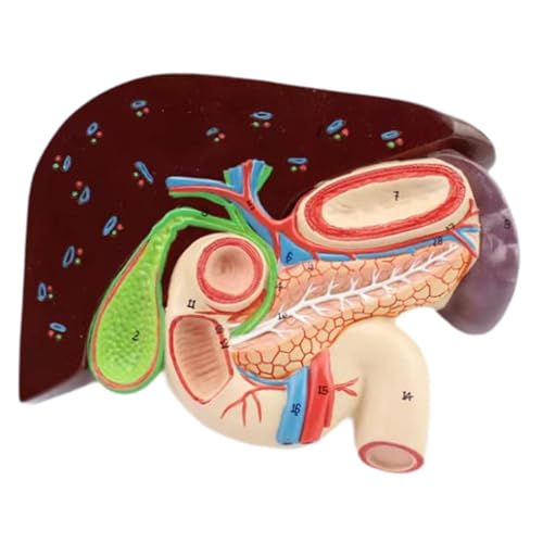 TTETTZ Anatomisches Modell Des Menschlichen Magens, Pädagogisches Hilfsmittel für Studium Im Unterricht von TTETTZ