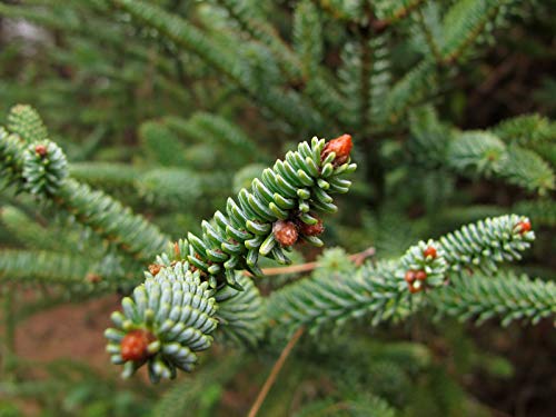 10 Abies Pinsapo-Samen von TU PROPIO JARDÍN