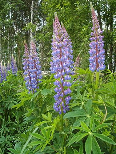 10 Körner Blaue Lupine (Lupinus Angustifolius) von TU PROPIO JARDÍN