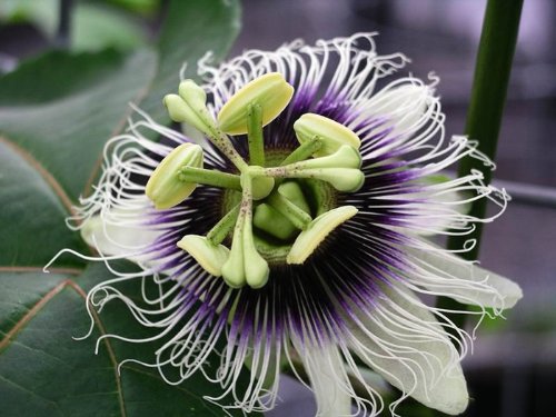 10 Passionsfruchtsamen (Passiflora edulis) von TU PROPIO JARDÍN
