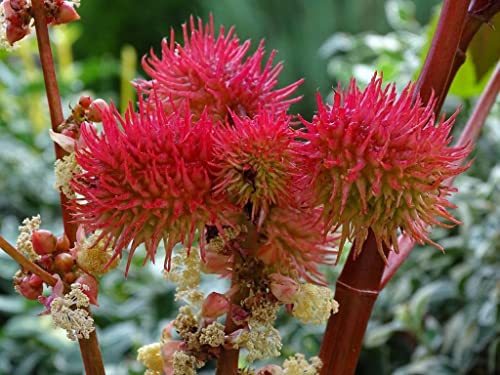 10 Rizinussamen (Ricinus Communis) von TU PROPIO JARDÍN