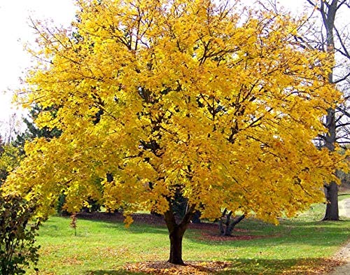 10 Samen Acer platanoides (Princeton Goldahorn) von TU PROPIO JARDÍN