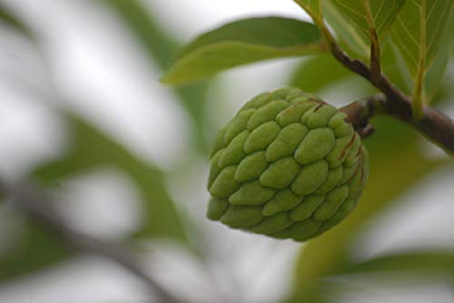 10 Samen Puddingapfel (Annona cherimola) von TU PROPIO JARDÍN