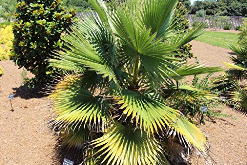 10 Samen der Washingtonia Filifera-Palme von TU PROPIO JARDÍN