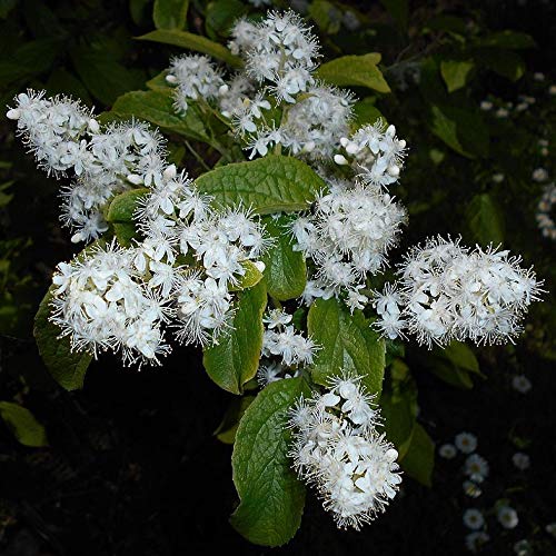 10 Samen von Symplocos Paniculata (Saphirbeere oder Saphirbeere) von TU PROPIO JARDÍN