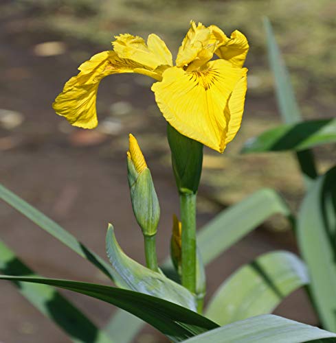 10 gelbe Liliensamen (Iris Pseudacorus) von TU PROPIO JARDÍN
