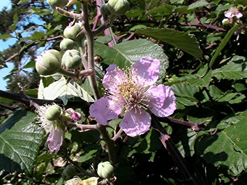100 Brombeersamen (Rubus Ulmifolius) von TU PROPIO JARDÍN