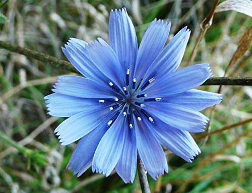 100 Endiviensamen oder gemeiner Chicorée (Cichorium Intybus) von TU PROPIO JARDÍN