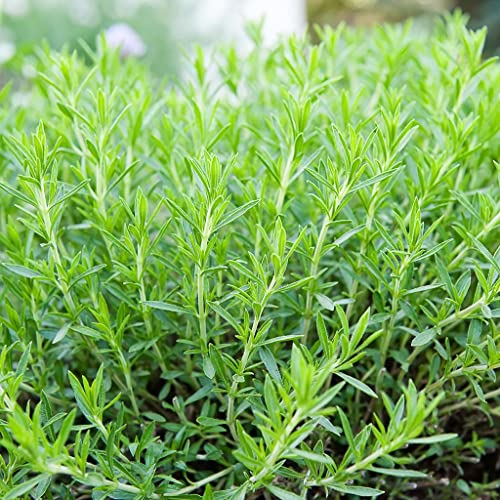 100 Estragonsamen (Artemisia Dracunculus) von TU PROPIO JARDÍN