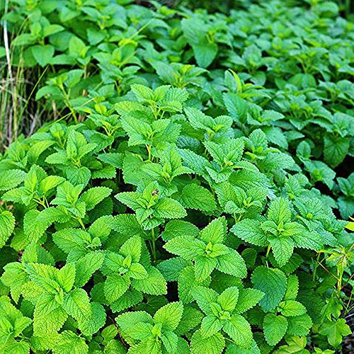 100 Samen Mentha Citrata Zitrone von TU PROPIO JARDÍN