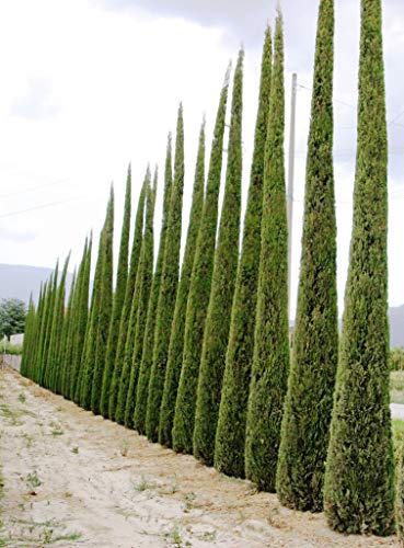 100 Samen der Mediterranen Zypresse (Cupressus Sempervirens Pyramidalis) von TU PROPIO JARDÍN