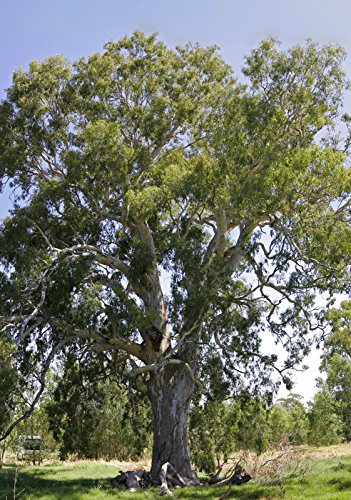 100 Samen von Eucalyptus Camaldulensis von TU PROPIO JARDÍN