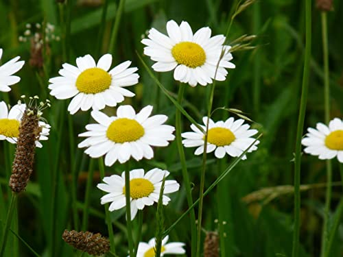 100 Semillas de Manzanilla (Edles Chamamelum - Anthemis Nobilis) von TU PROPIO JARDÍN